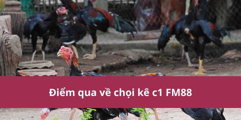 đá gà C1