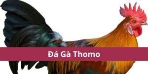 đá gà thomo