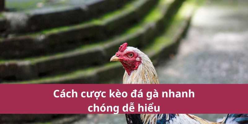 đá gà thomo