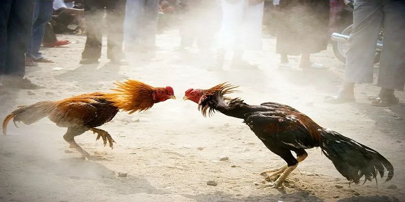 Luật chơi vô cùng dễ hiểu đơn giản ai cũng tham gia được