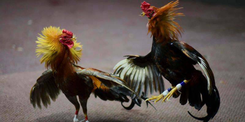 Chi tiết về đá gà Thomo